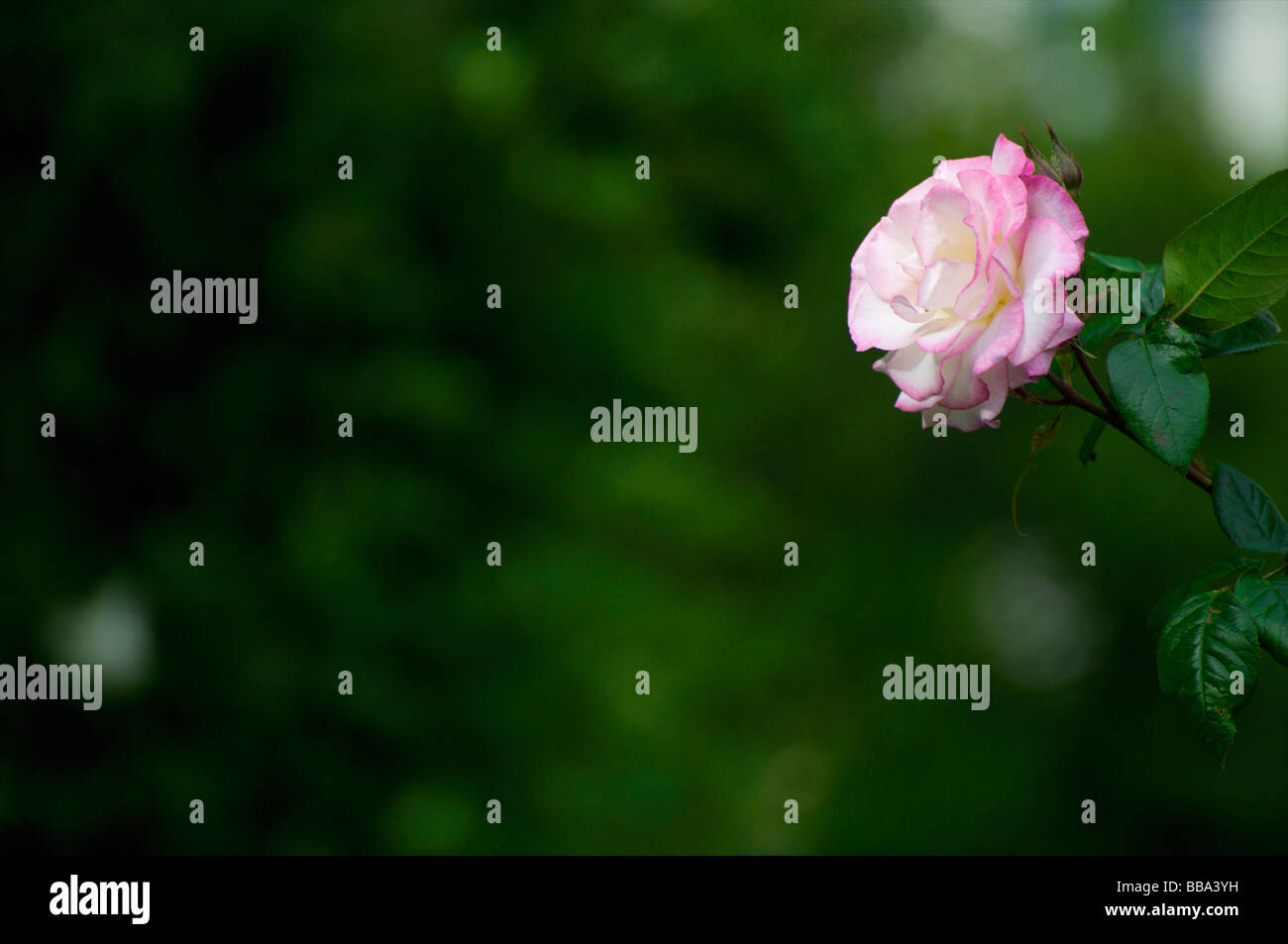 Climbing rose flower hi-res stock photography and images - Alamy