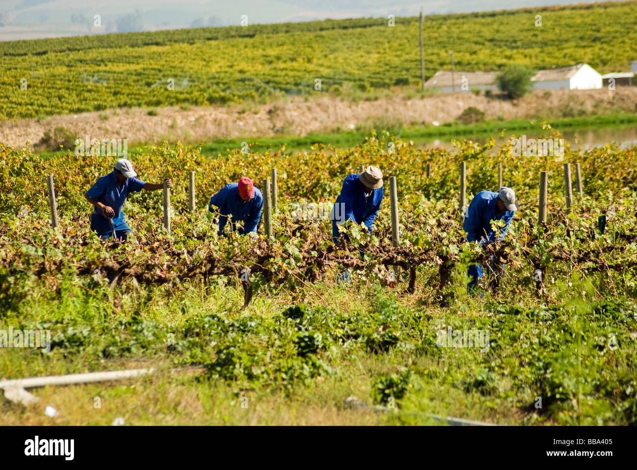 Vineyard workers on a wine estate near Stellenbosch in the Western Cape, South Africa. Stock Photo
