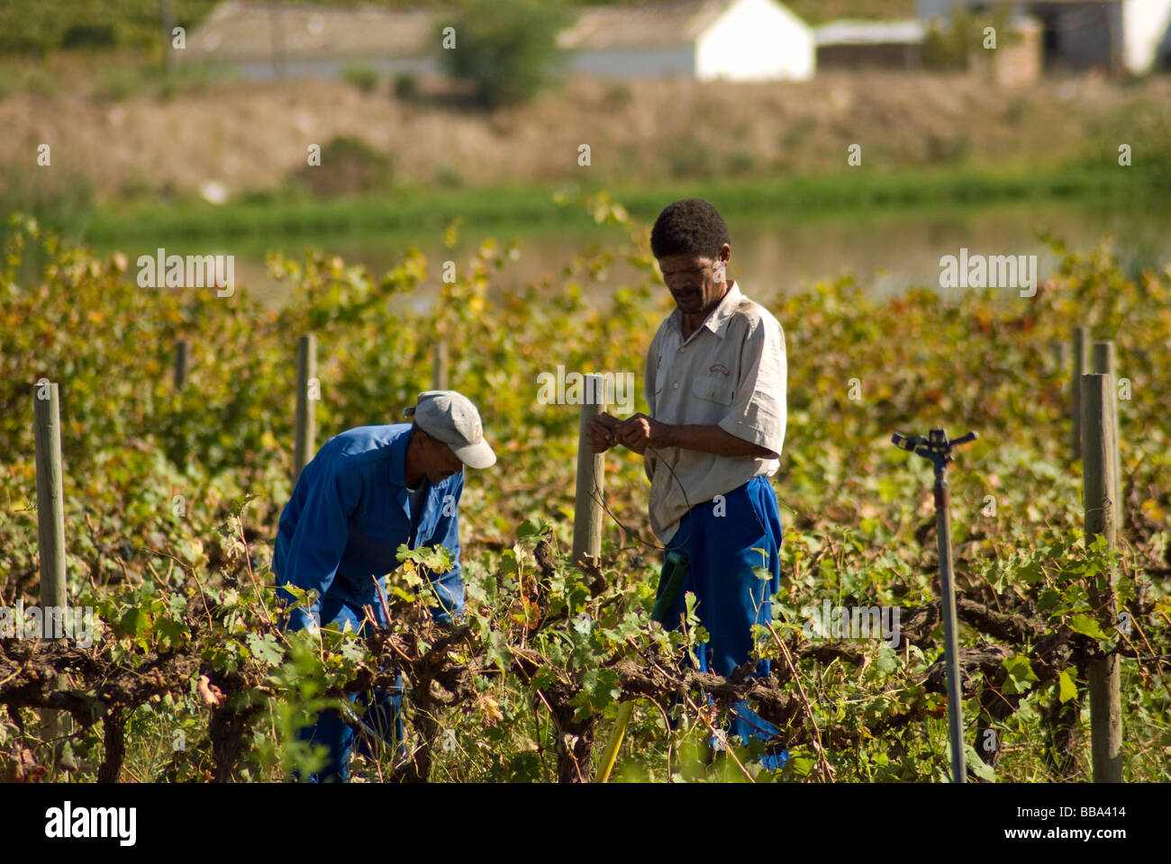 Vineyard workers on a wine farm near Stellenbosch in the Western Cape, South Africa. Stock Photo