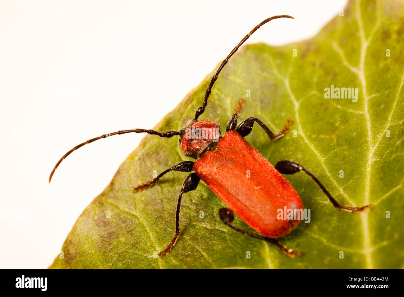 Long-horned beetle (Pyrrhidium sanguineum Stock Photo - Alamy