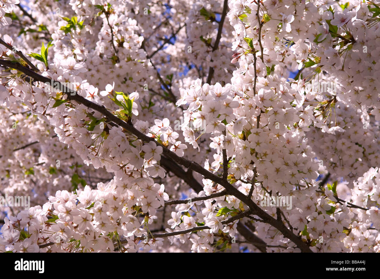 Blooming cherry trees fill hi-res stock photography and images - Alamy