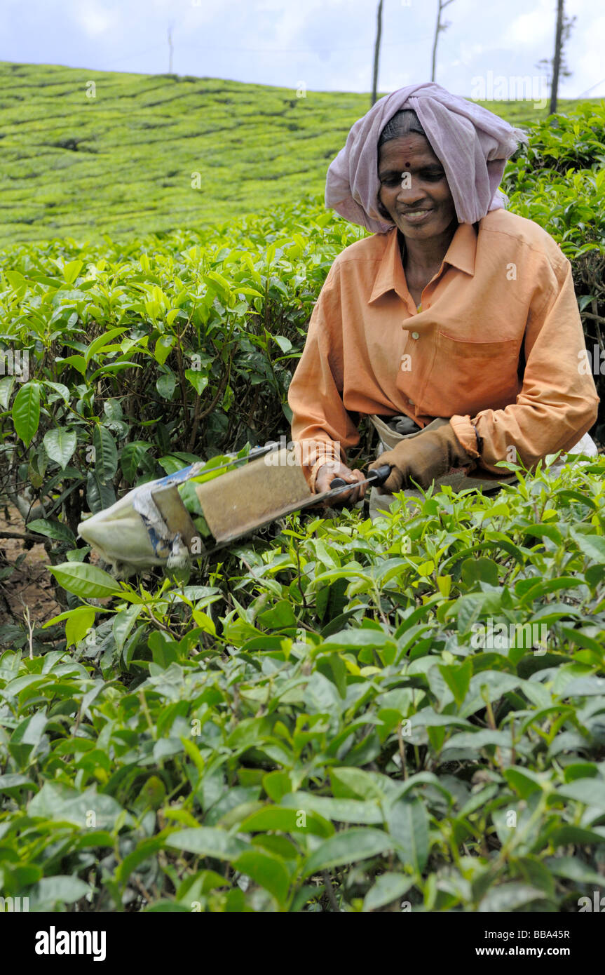 Person picking tea hi-res stock photography and images - Alamy