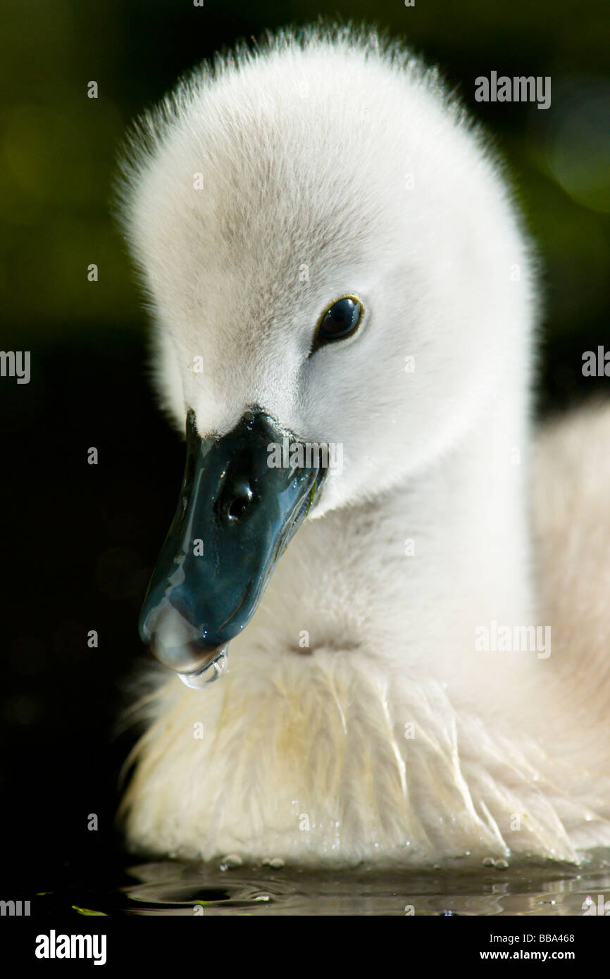 Mute Swan Cygnet Stock Photo