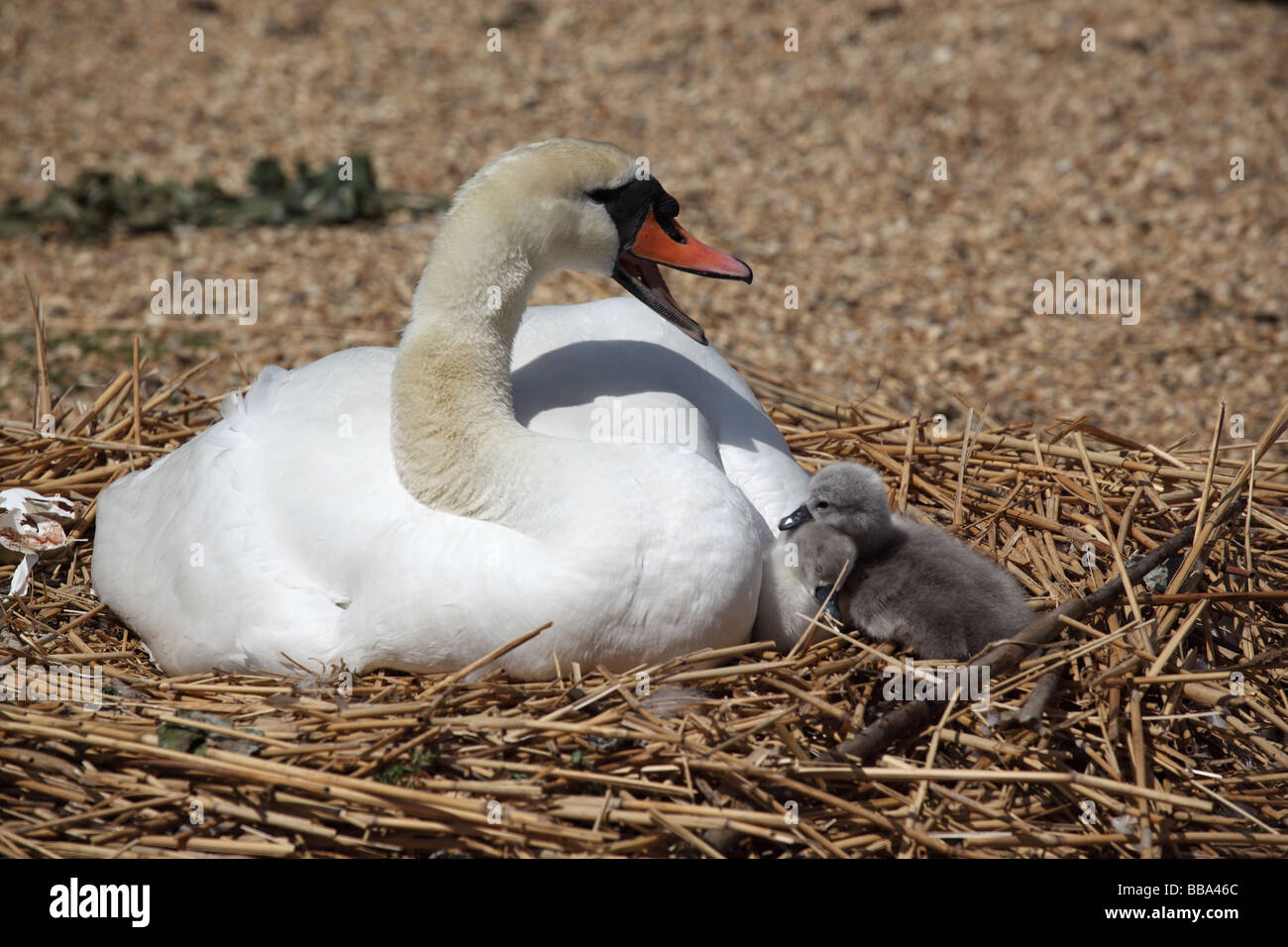 A nesting swan hissing with cygnet at Abbotsbury Swannery, Dorset, England, UK Stock Photo