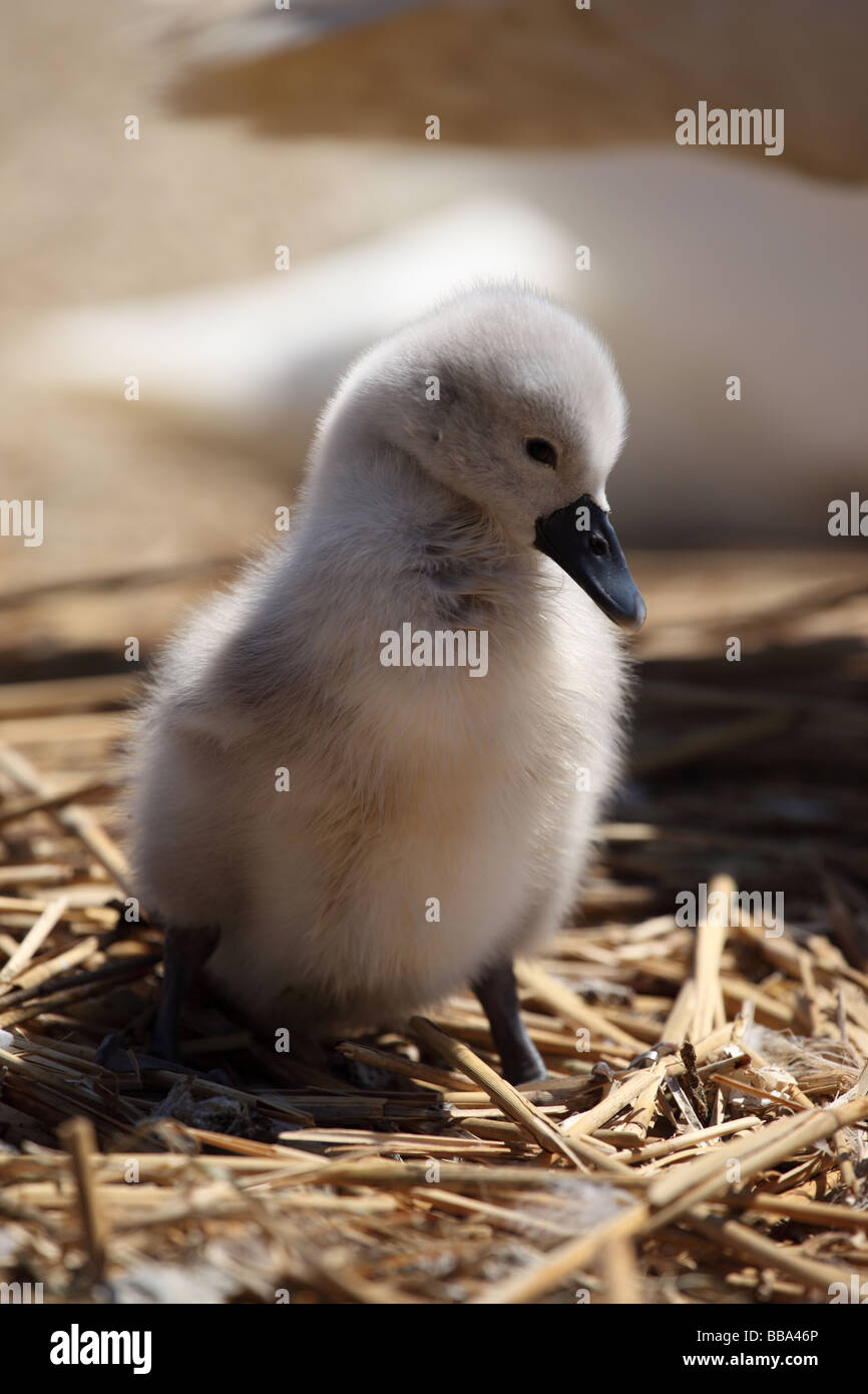 A cute fluffy cygnet, Abbotsbury Swannery, Dorset, England, UK Stock Photo