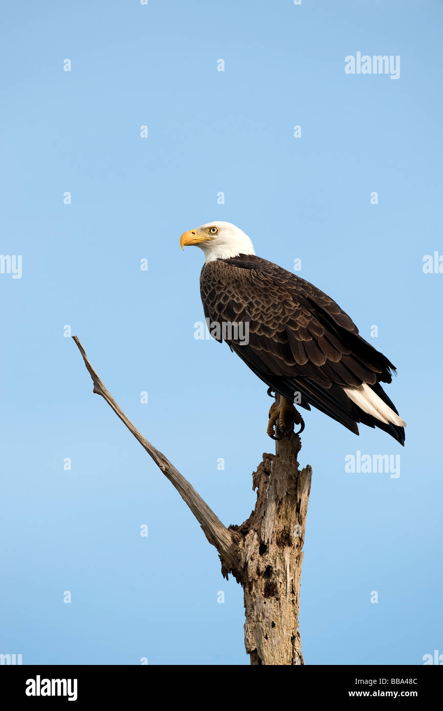 Bald Eagle in dead tree Stock Photo