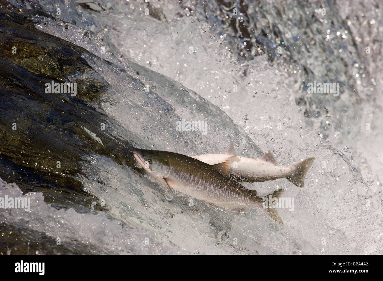 Sockeye Salmon jumping up waterfall to spawn Oncorhynchus nerka Katmai
