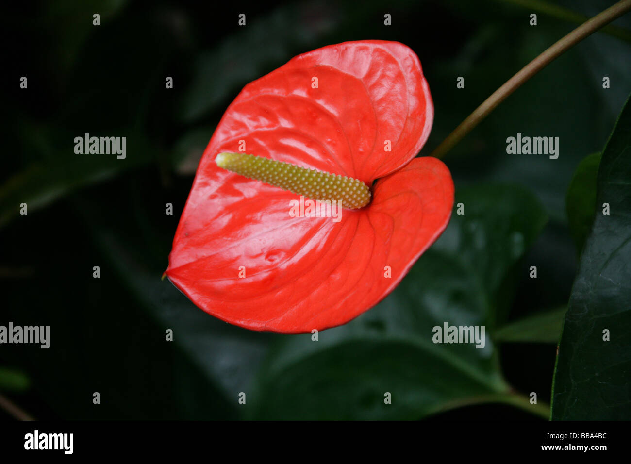 Flamingo Flower aka Tail Flower or Banner Plant, Anthurium sp., Araceae, Central and South America Stock Photo