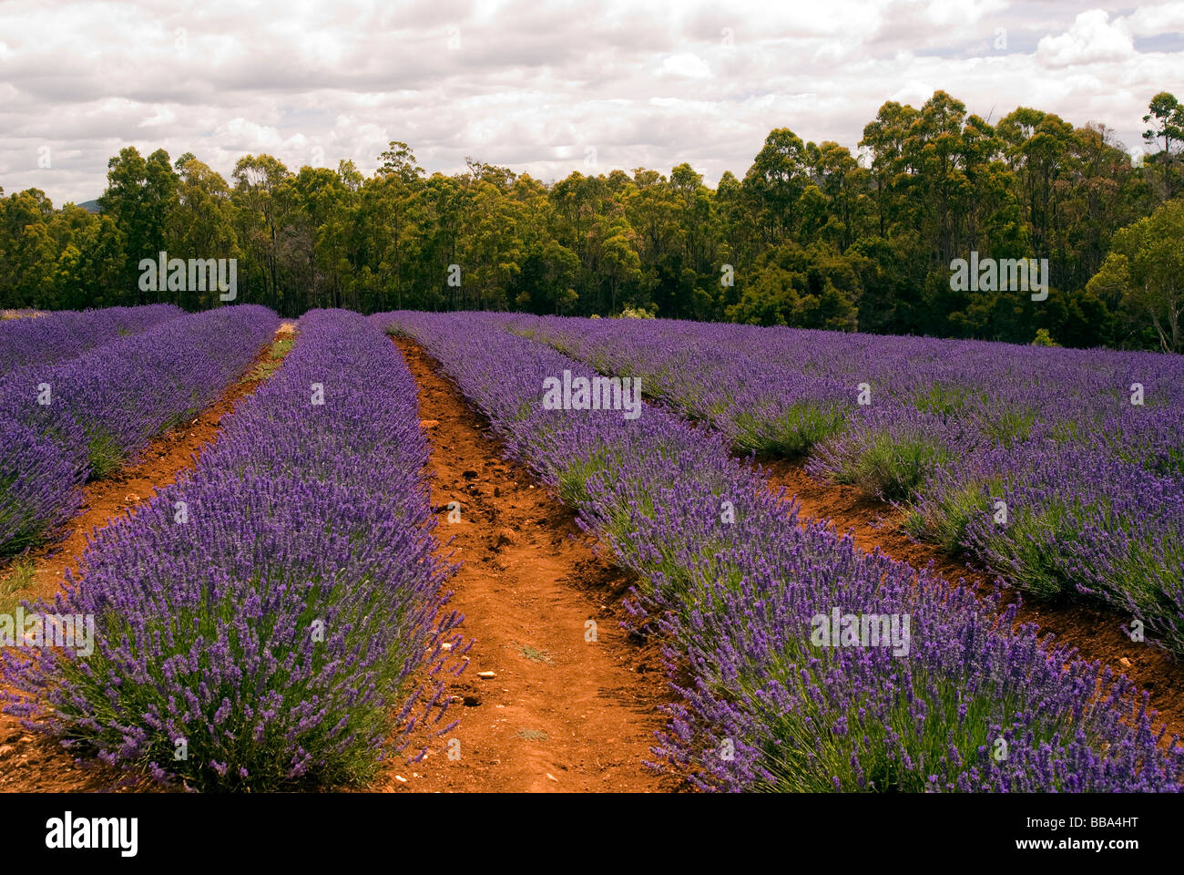 Coloured fields hi-res stock photography and images - Alamy