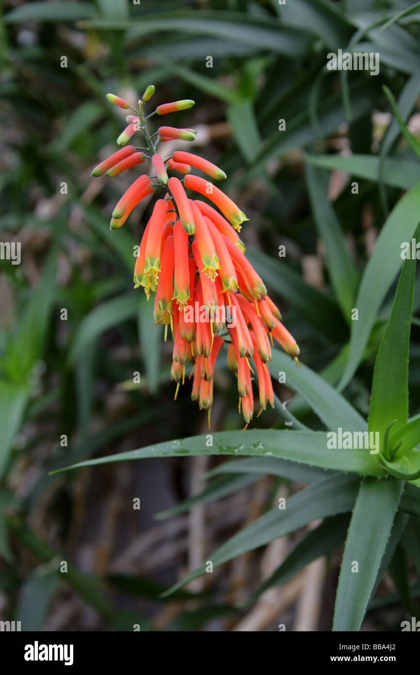 Climbing Aloe, Aloe ciliaris, Asphodelaceae, South Africa and Kenya Stock Photo