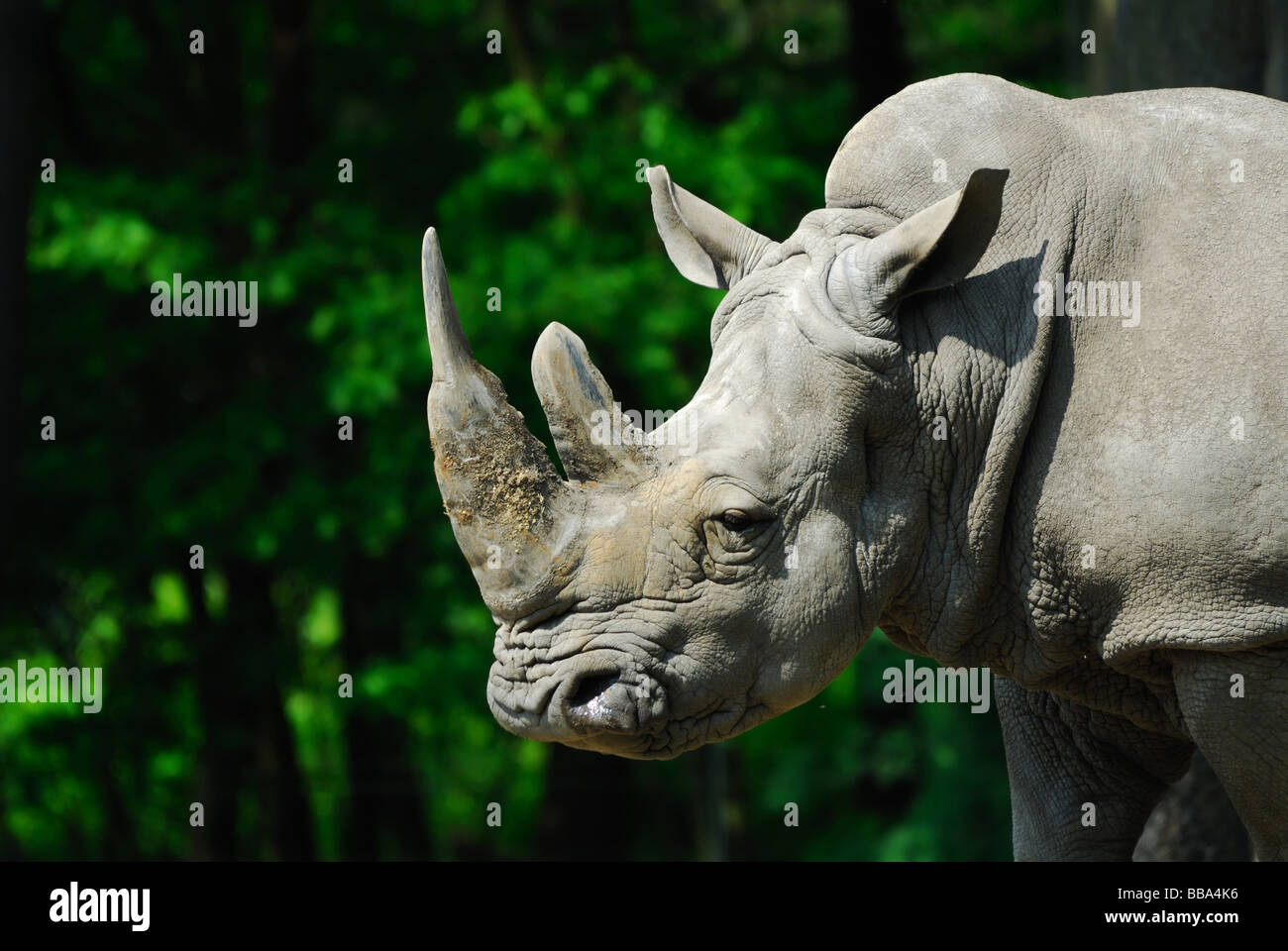 Big white rhinoceros hi-res stock photography and images - Alamy
