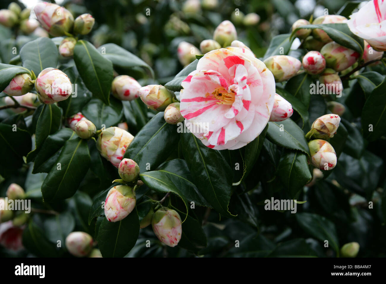 Camellia, Athynium niponicum, China and Japan Stock Photo
