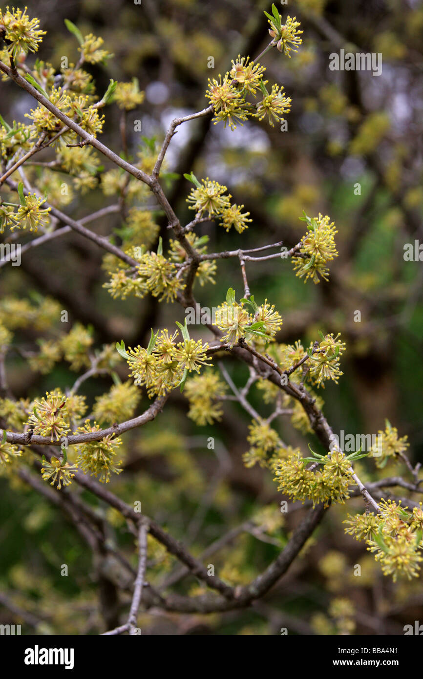 Cornelian Cherry, Cornus mas, Cornaceae, Europe and Western Asia Stock Photo