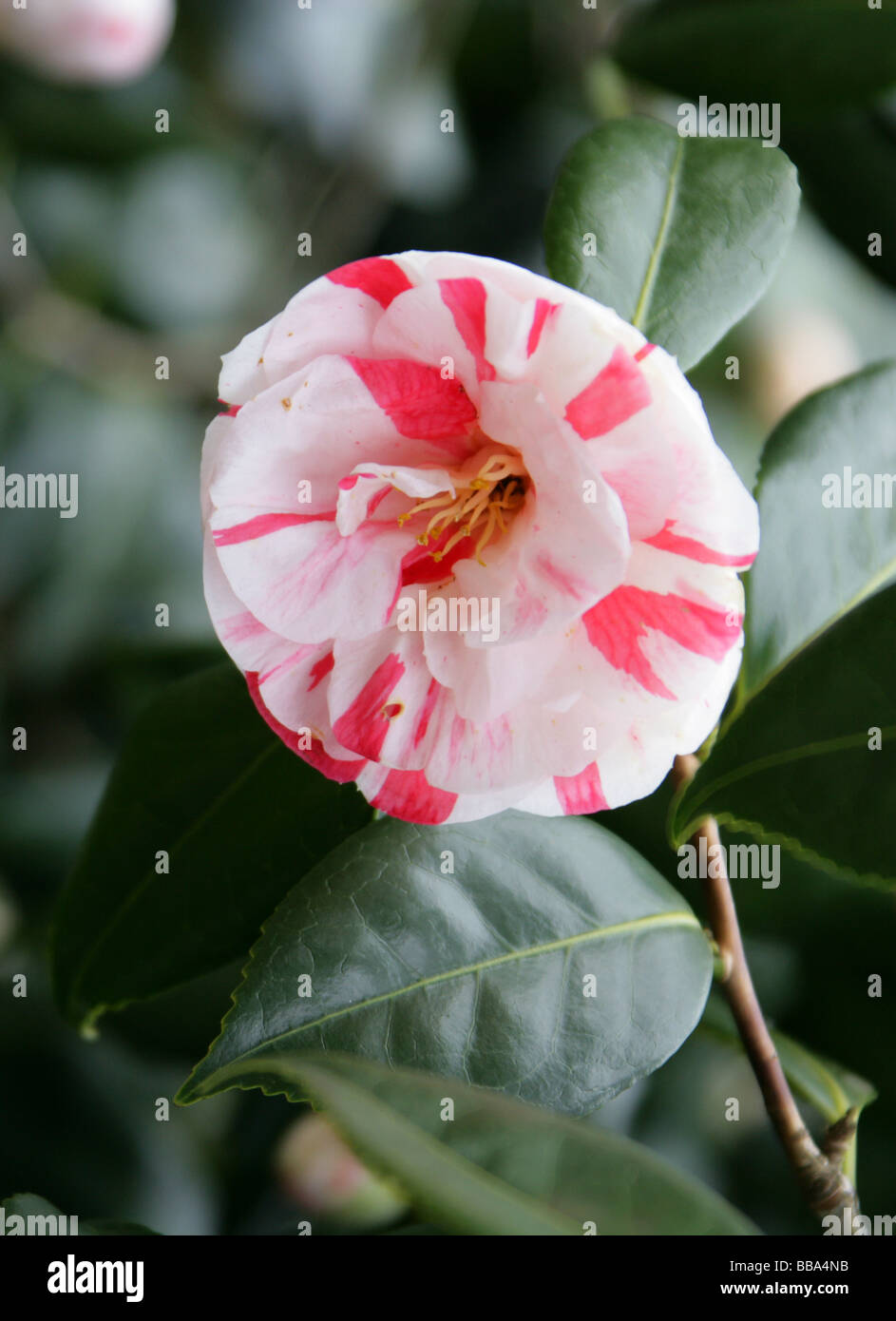 Camellia, Athynium niponicum, China and Japan Stock Photo