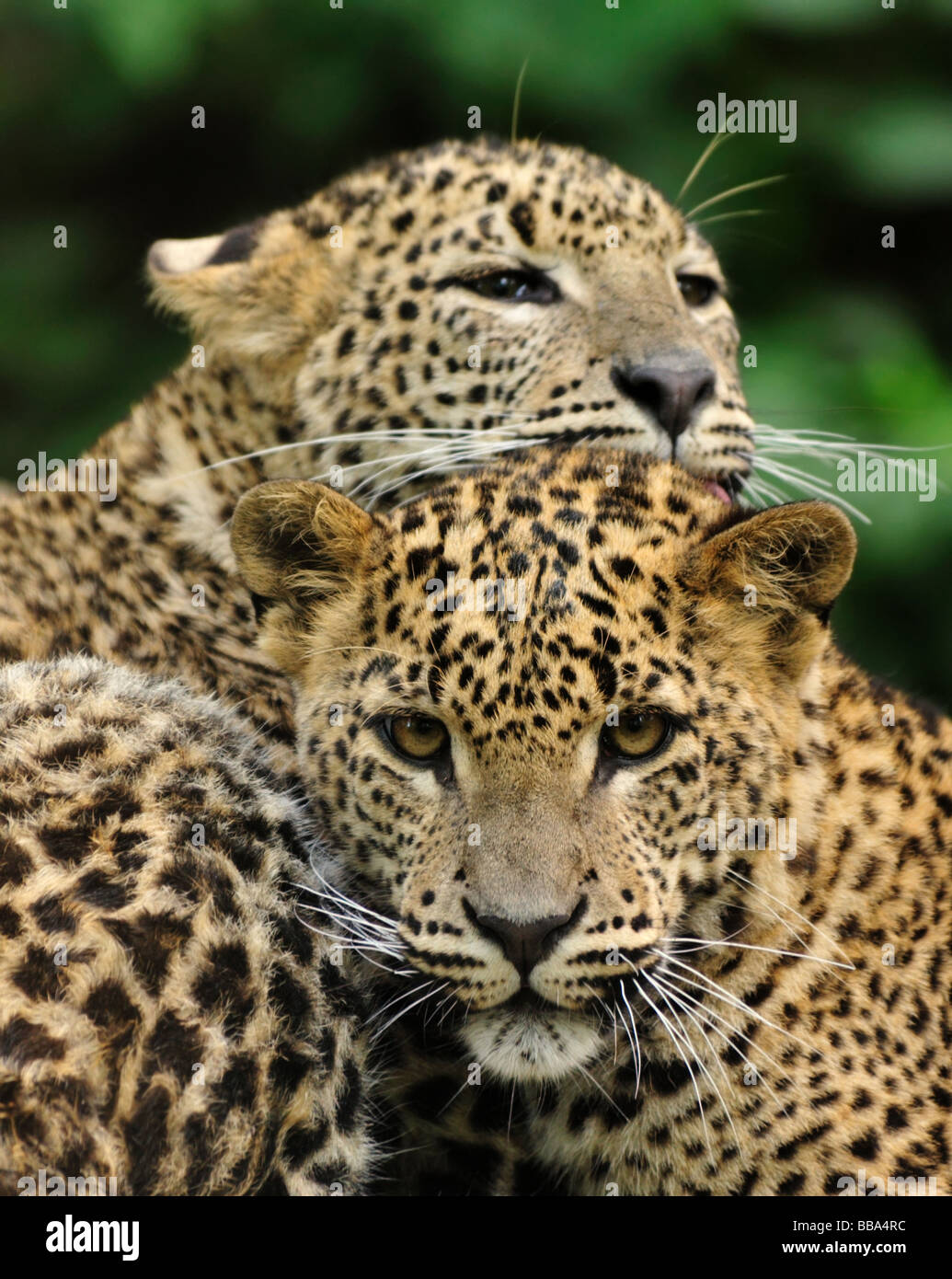 Sri Lanka Leopard Panthera pardus kotiya Stock Photo