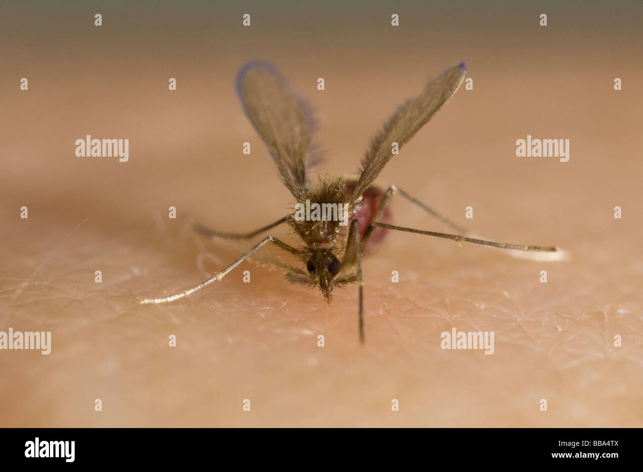 20+ Sand Fly Bite Stock Photos, Pictures & Royalty-Free Images - iStock