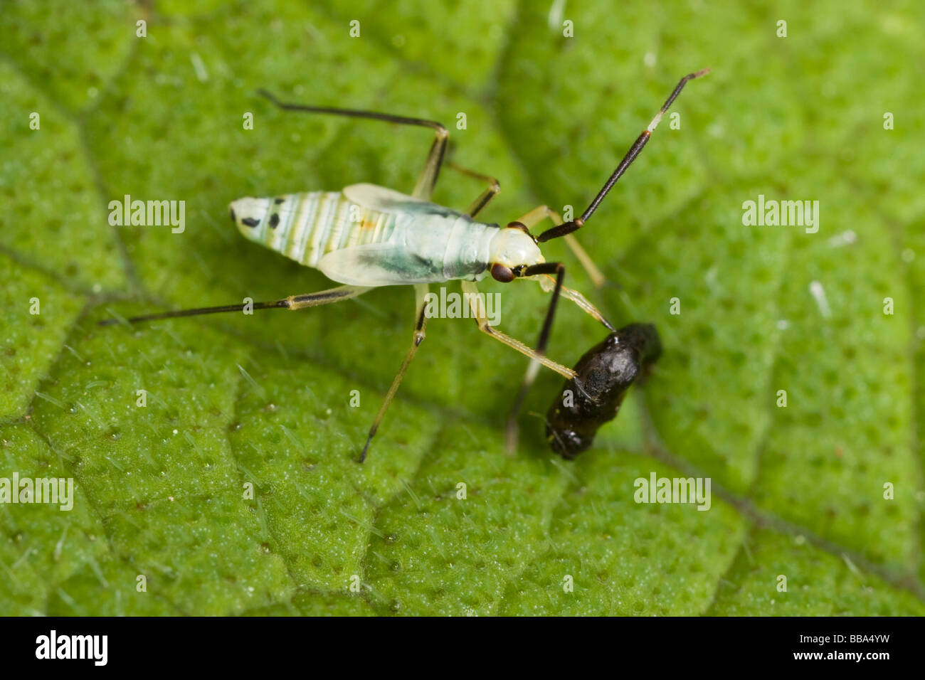 Cyllecoris histrionius (Hemiptera: Miridae) nymph eating a small beetle Stock Photo