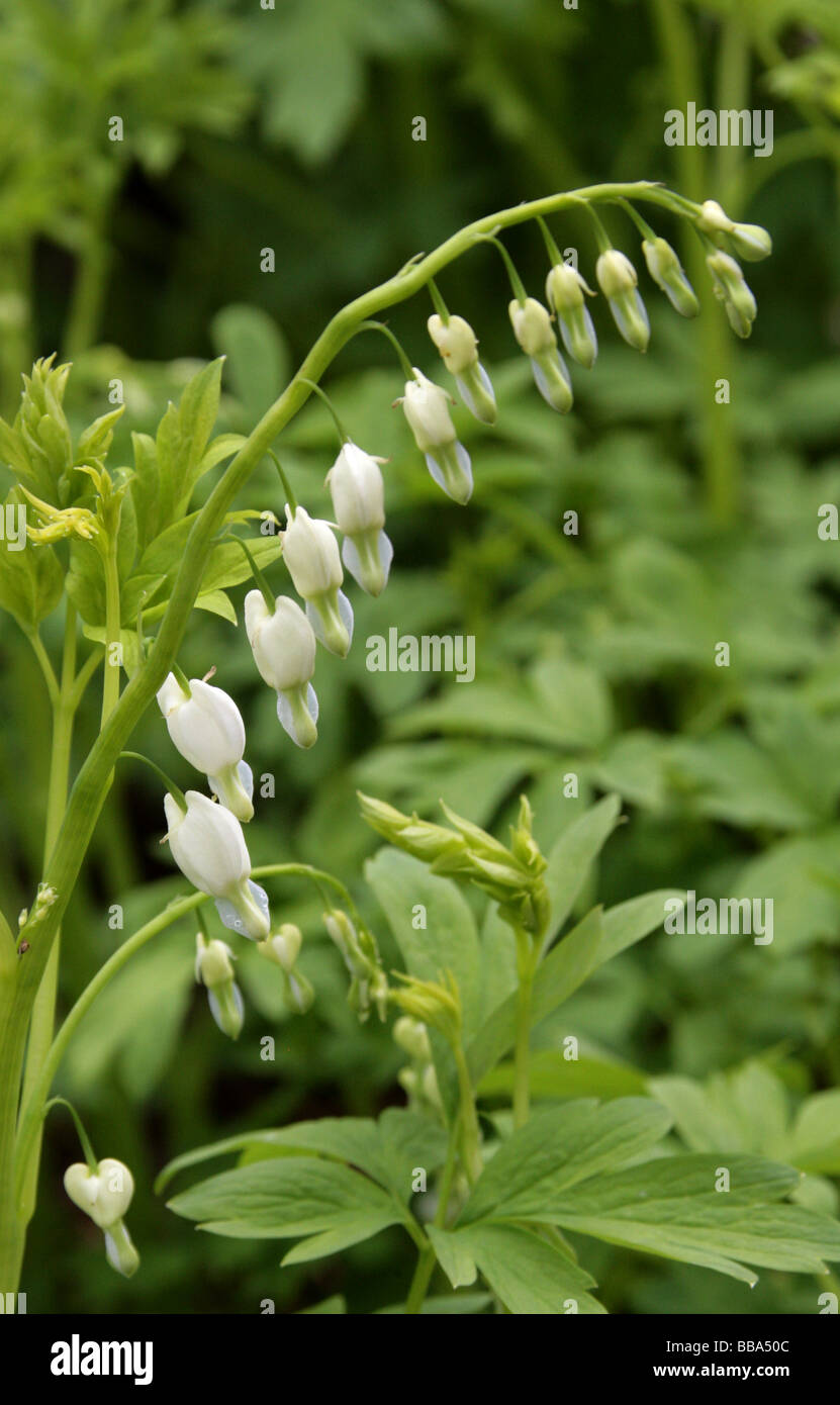 Venus's Car, Bleeding Heart, Dutchman's Trousers or Lyre Flower, Dicentra spectabilis 'Alba', Papaveraceae Stock Photo