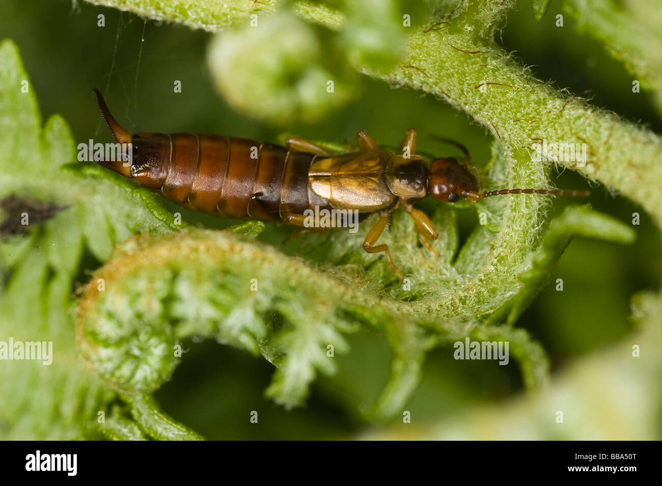 Common earwig european earwig forficula hi-res stock photography and ...