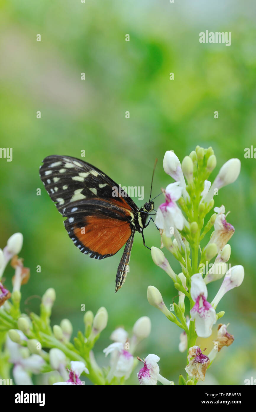 Monarch butterfly Danaus plexippus on a flower in summer Stock Photo ...