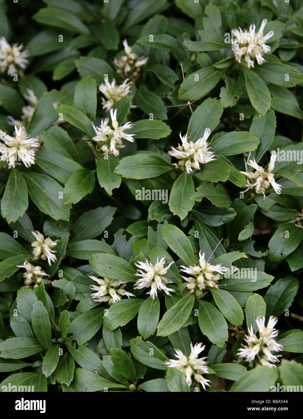 Japanese Spurge, Pachysandra terminalis, Buxaceae, North and Central China and Japan Stock Photo