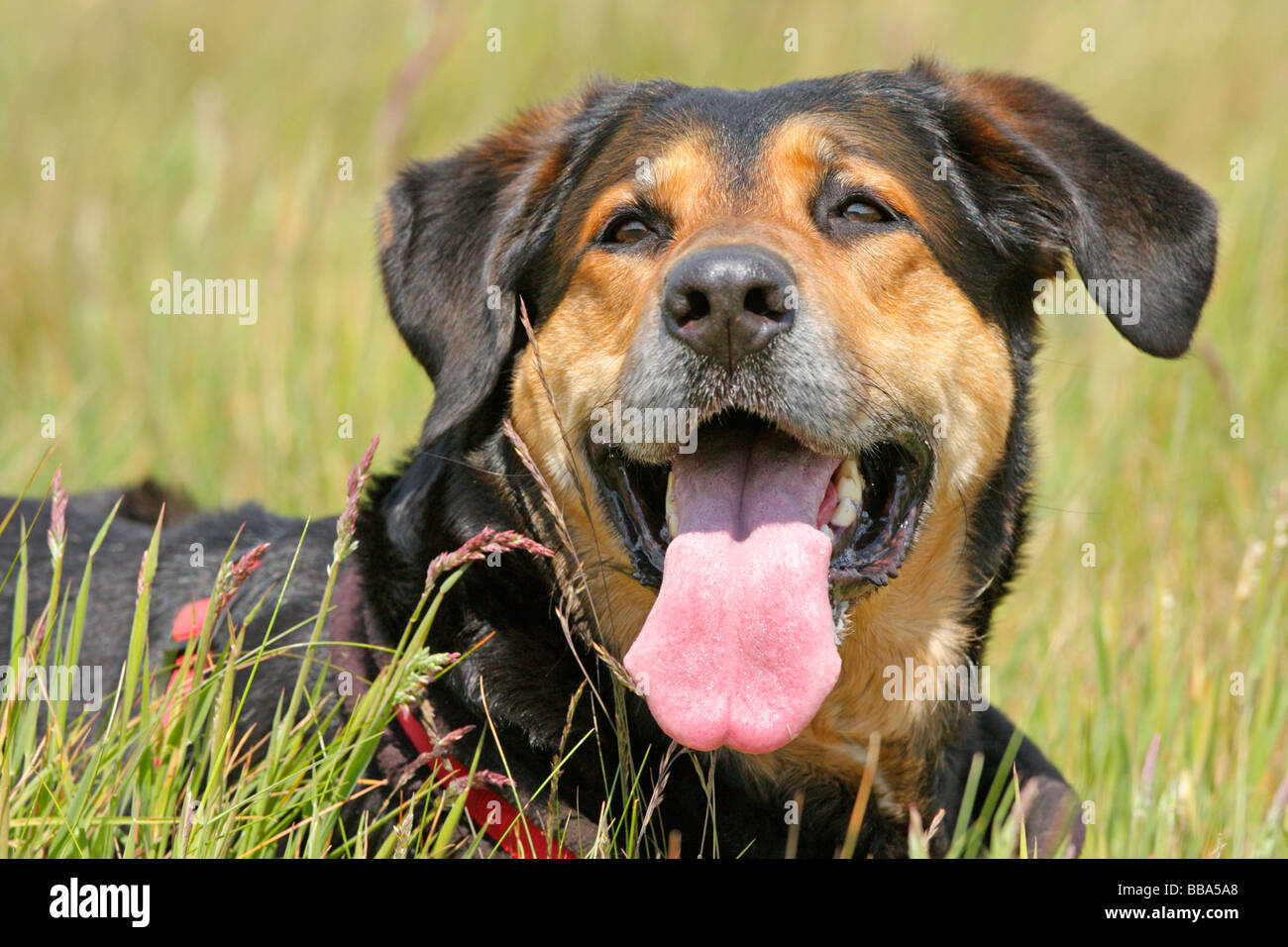 Bernese mountain dog and german cheap shepherd mix