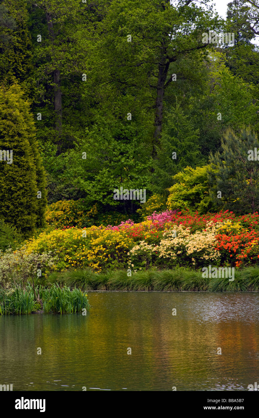 A Bank Of Various Colours Azalea Shrubs Bordering The Engine Pond at Leonardslee Gardens West Sussex England Stock Photo