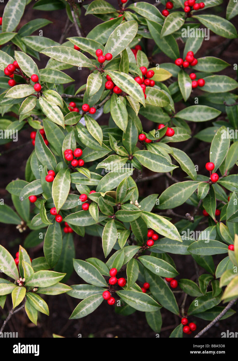 Skimmia japonica subsp. reevesiana, Rutaceae, Japan, China and East Asia. Stock Photo