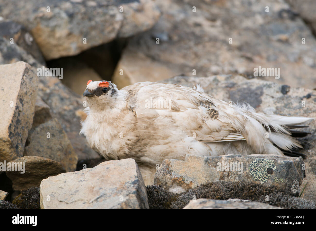 Ptarmigan Lagopus muta male summer feathering at mating time Stock Photo