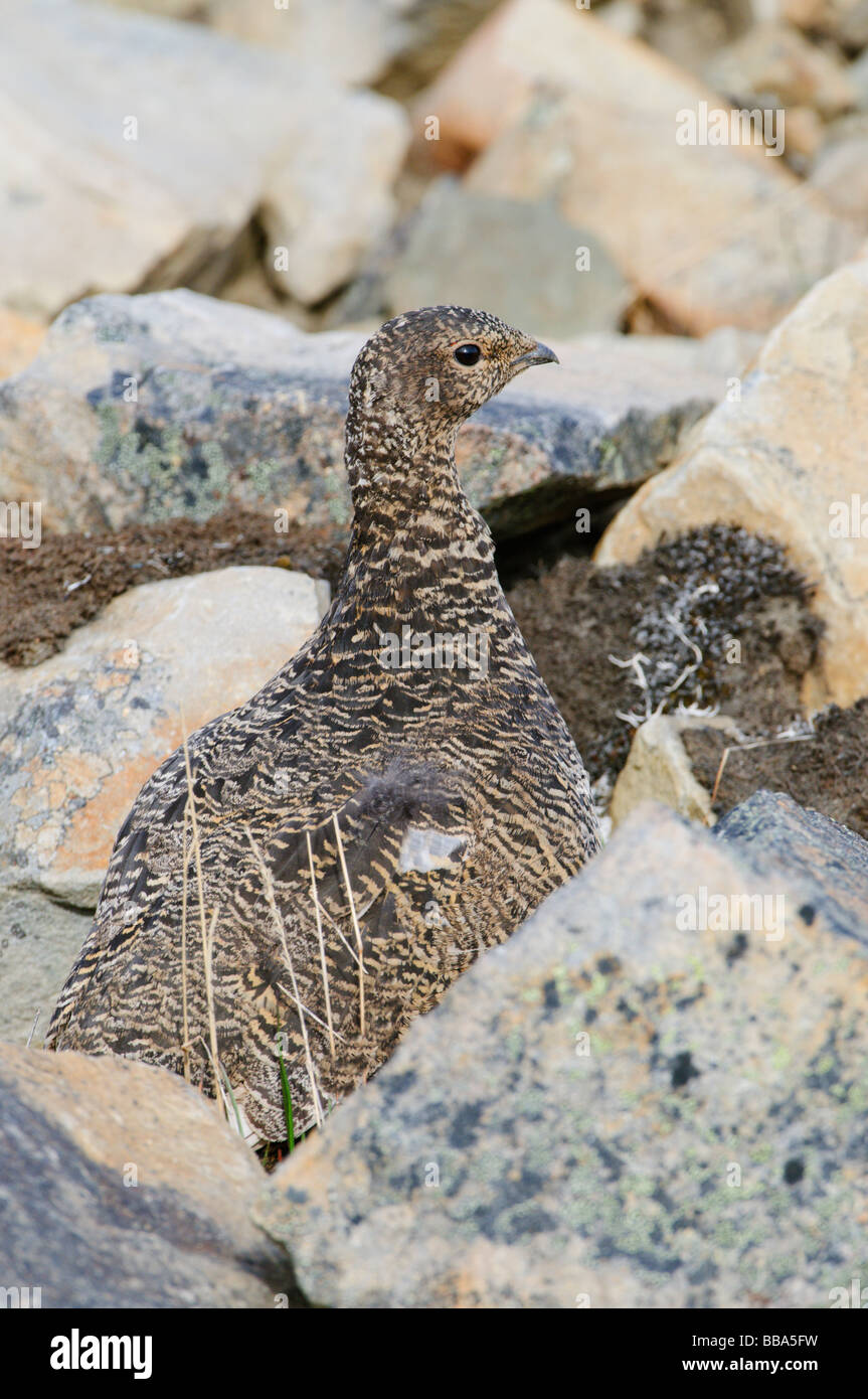 Ptarmigan Lagopus muta female summer feathering at mating time Stock Photo