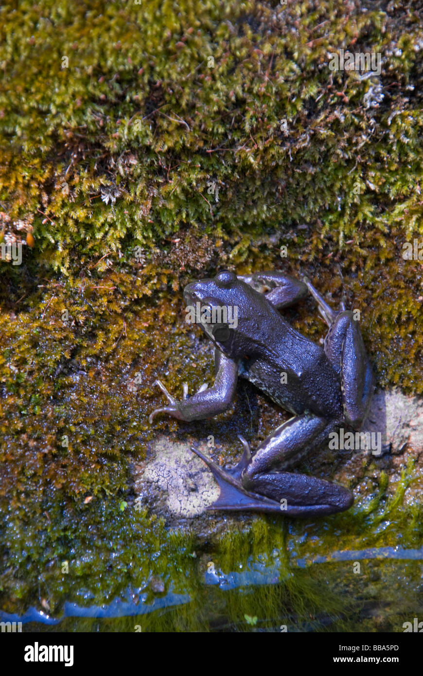 Immature Common Frog (Rana temporaria, c2yr old) by Garden Pond Stock ...