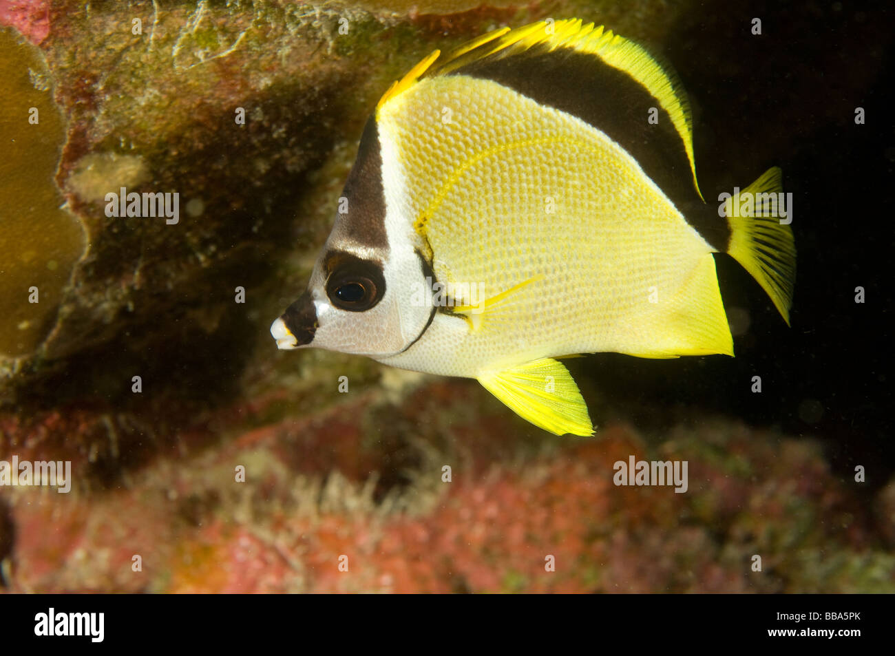 Barberfish Johnrandallia nigrirostris Clipperton Island France Mexico ...