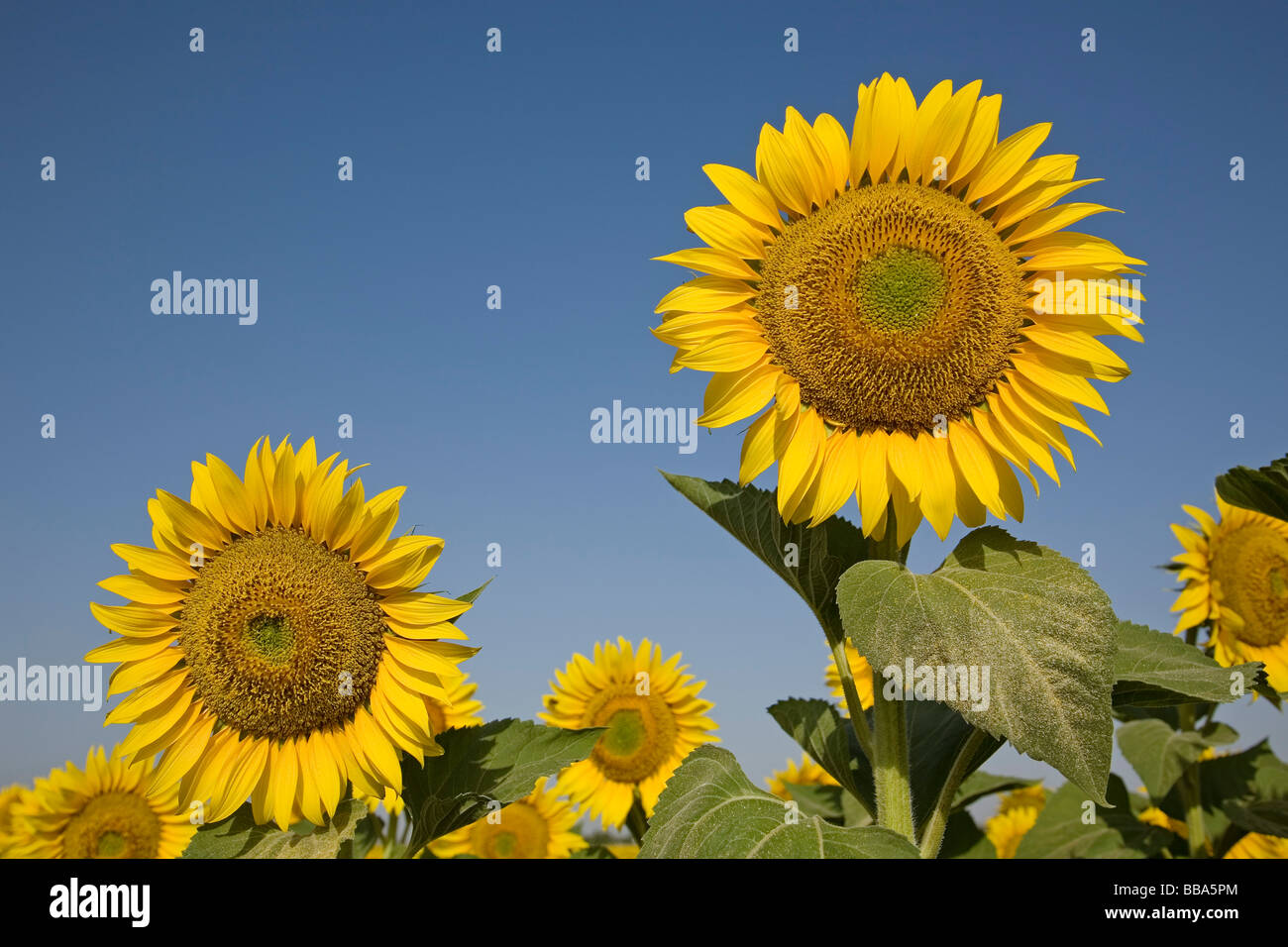 Campo de Girasoles Andalucía España Sunflowers Field Andalusia Spain Stock Photo