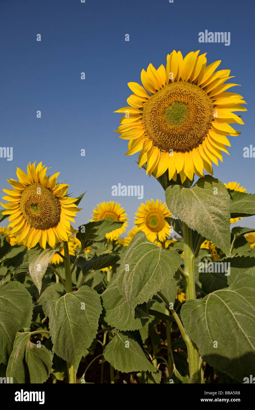 Campo de Girasoles Andalucía España Sunflowers Field Andalusia Spain Stock Photo