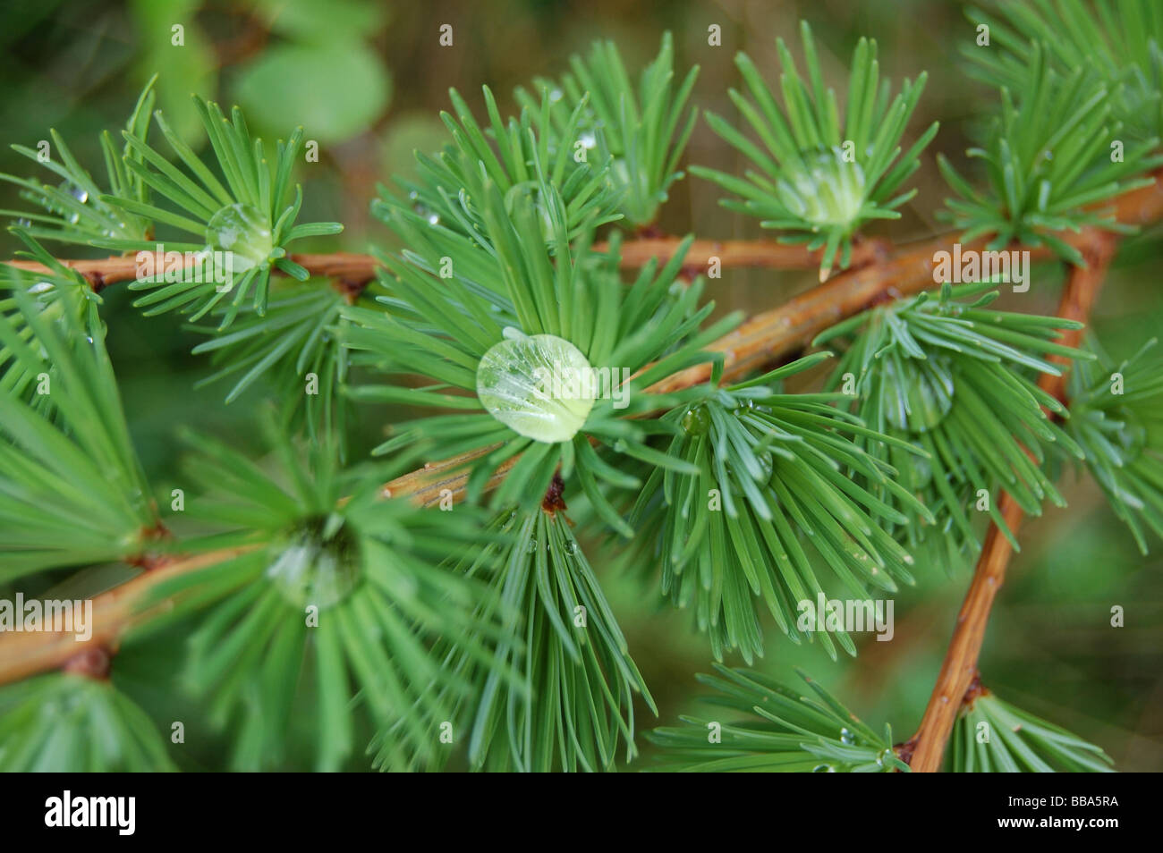 new growth on a fir tree Stock Photo Alamy