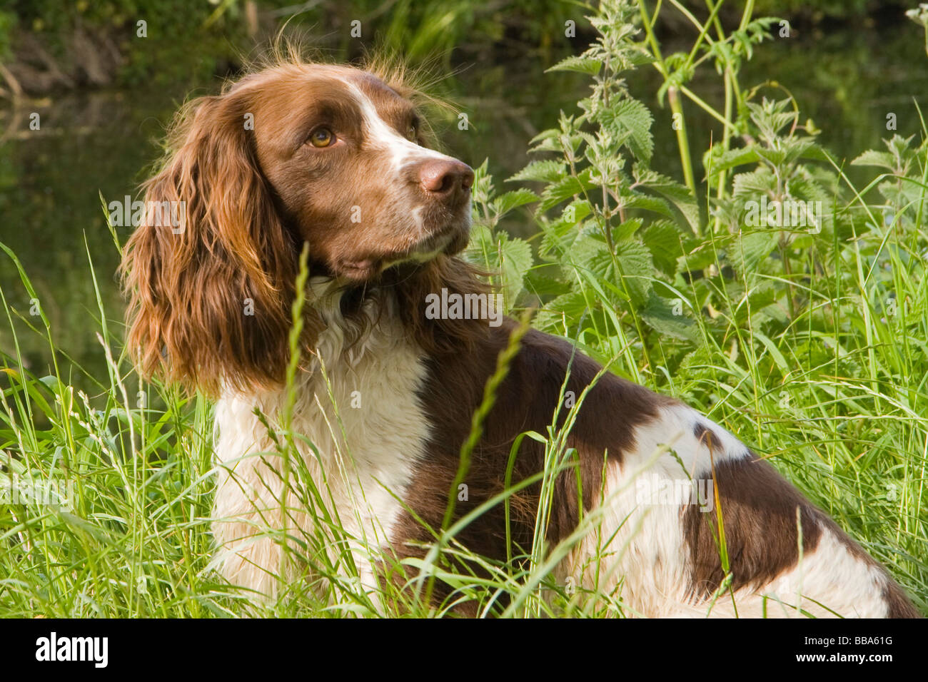 Springer spaniel dog hires stock photography and images Alamy