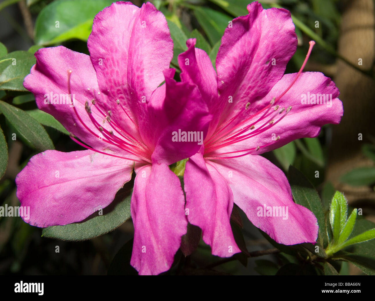 Paraguay.Plants of Rainforest.Hibiscus in bloom Stock Photo Alamy