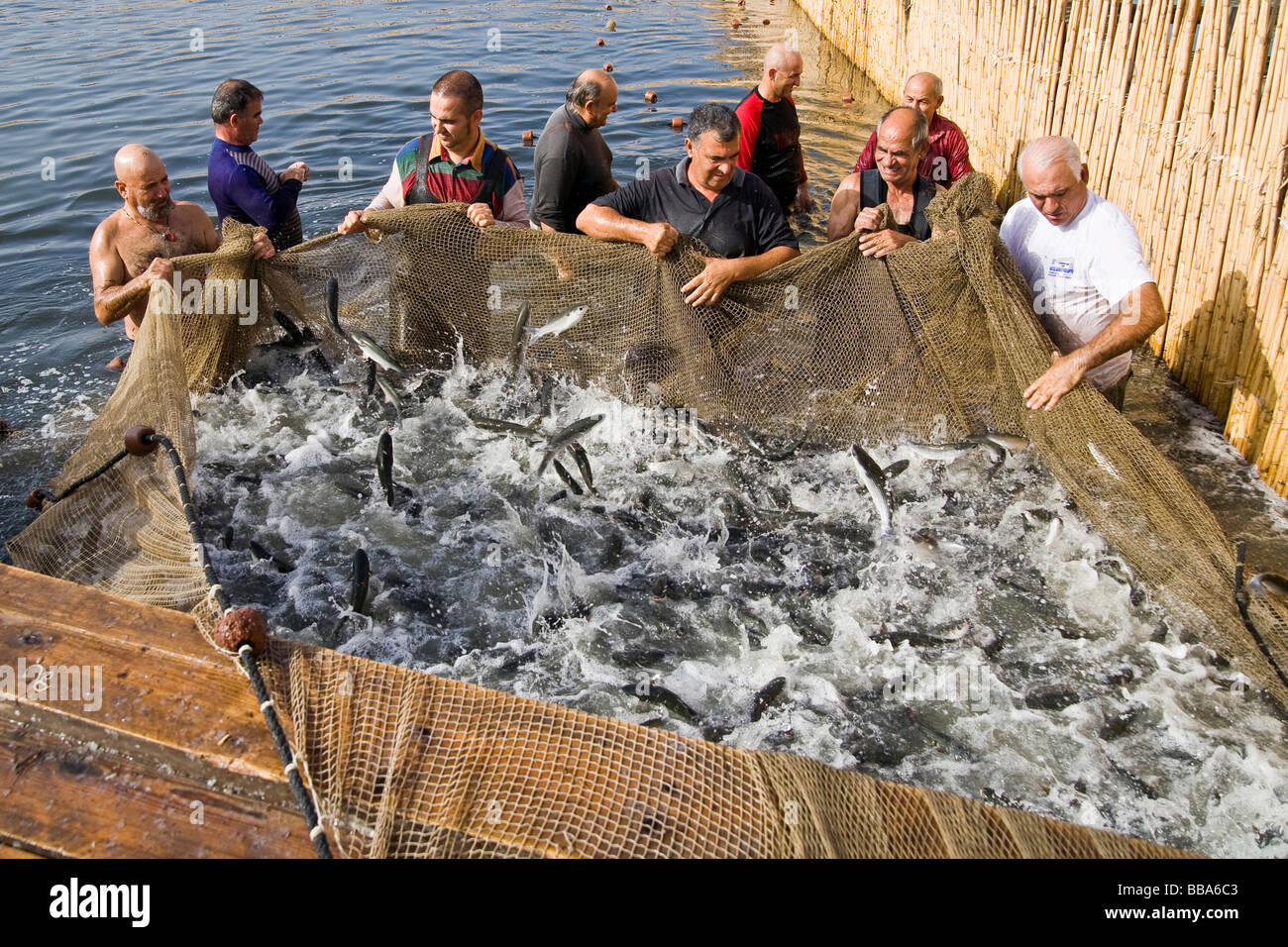 Fishermen of the 'Peschiera Ponti' at 'Stagno di Cabras', capturing mullet, Cabras, province of Oristano, Sardinia, Italy Stock Photo
