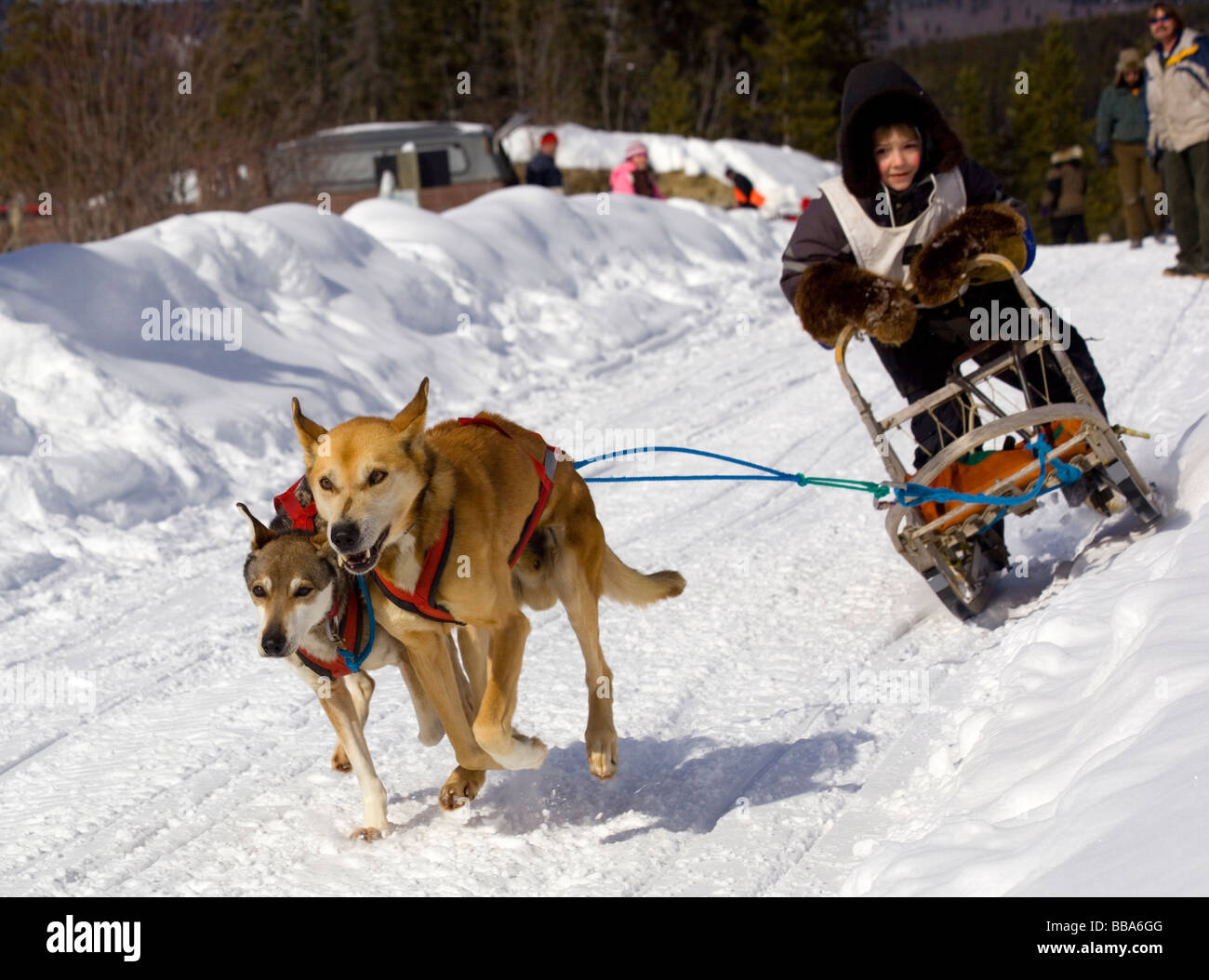 Child mushing a sled dog team, Alaskan Huskies, Copper Haul Twister Dog Sled Race, Yukon Territory, Canada Stock Photo