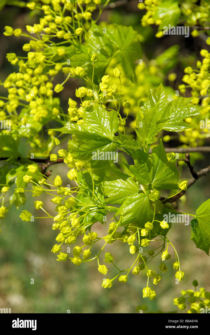 Ahornblüte flowering of maple tree 05 Stock Photo