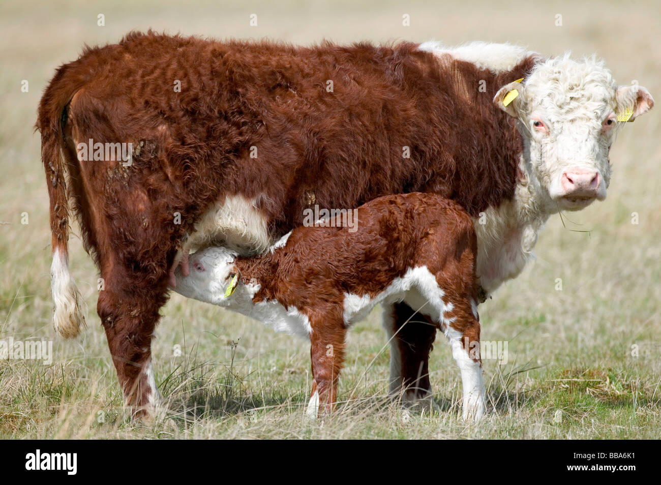 Cow feeding calf Stock Photo Alamy