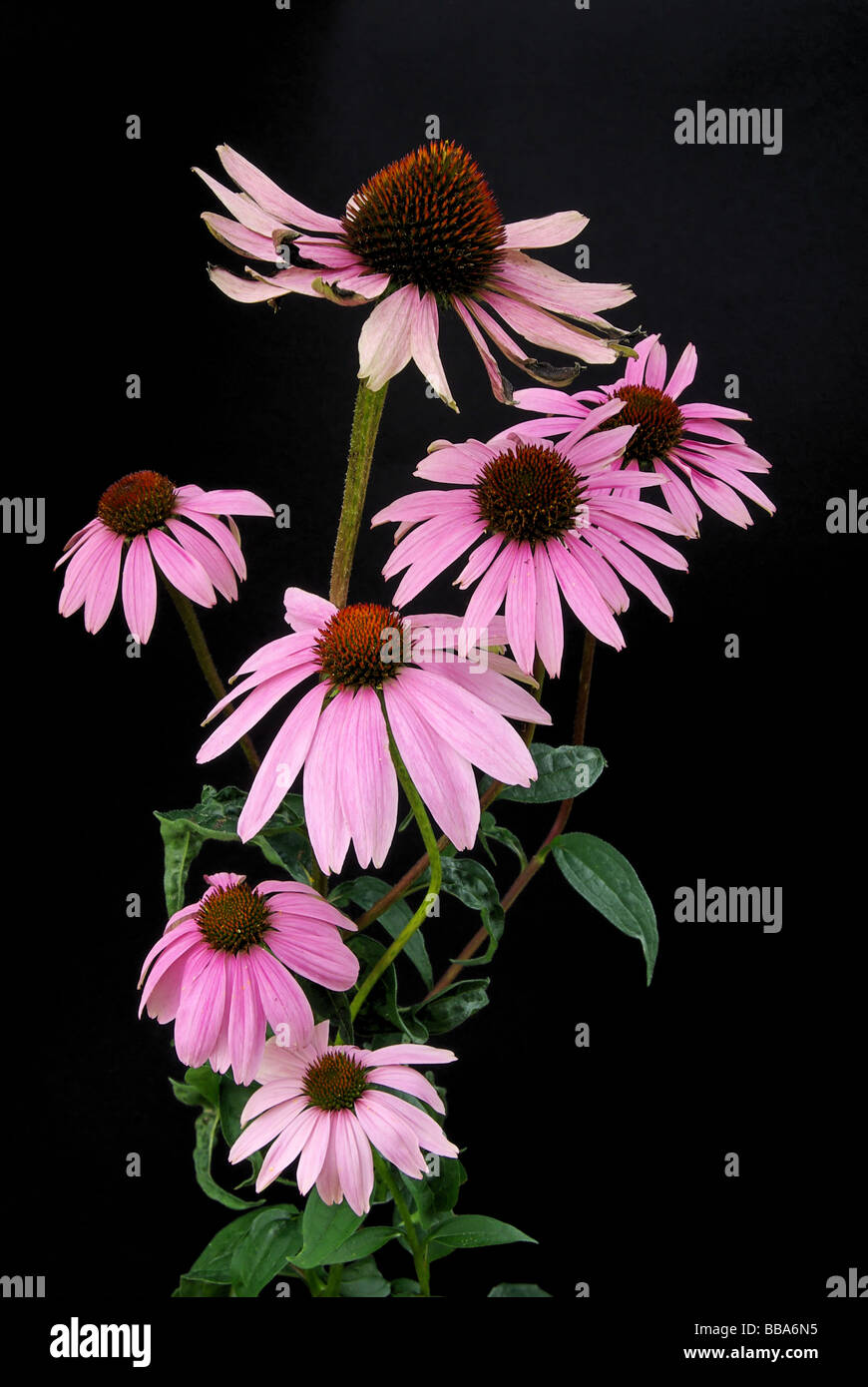 Sonnenhut Purpur Purple Coneflower 15 Stock Photo