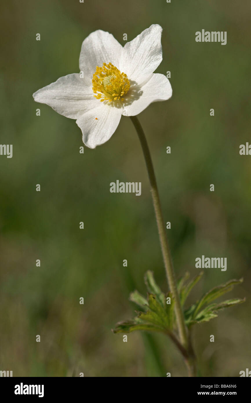 Snowdrop Windflower (Anemone sylvestris) Stock Photo