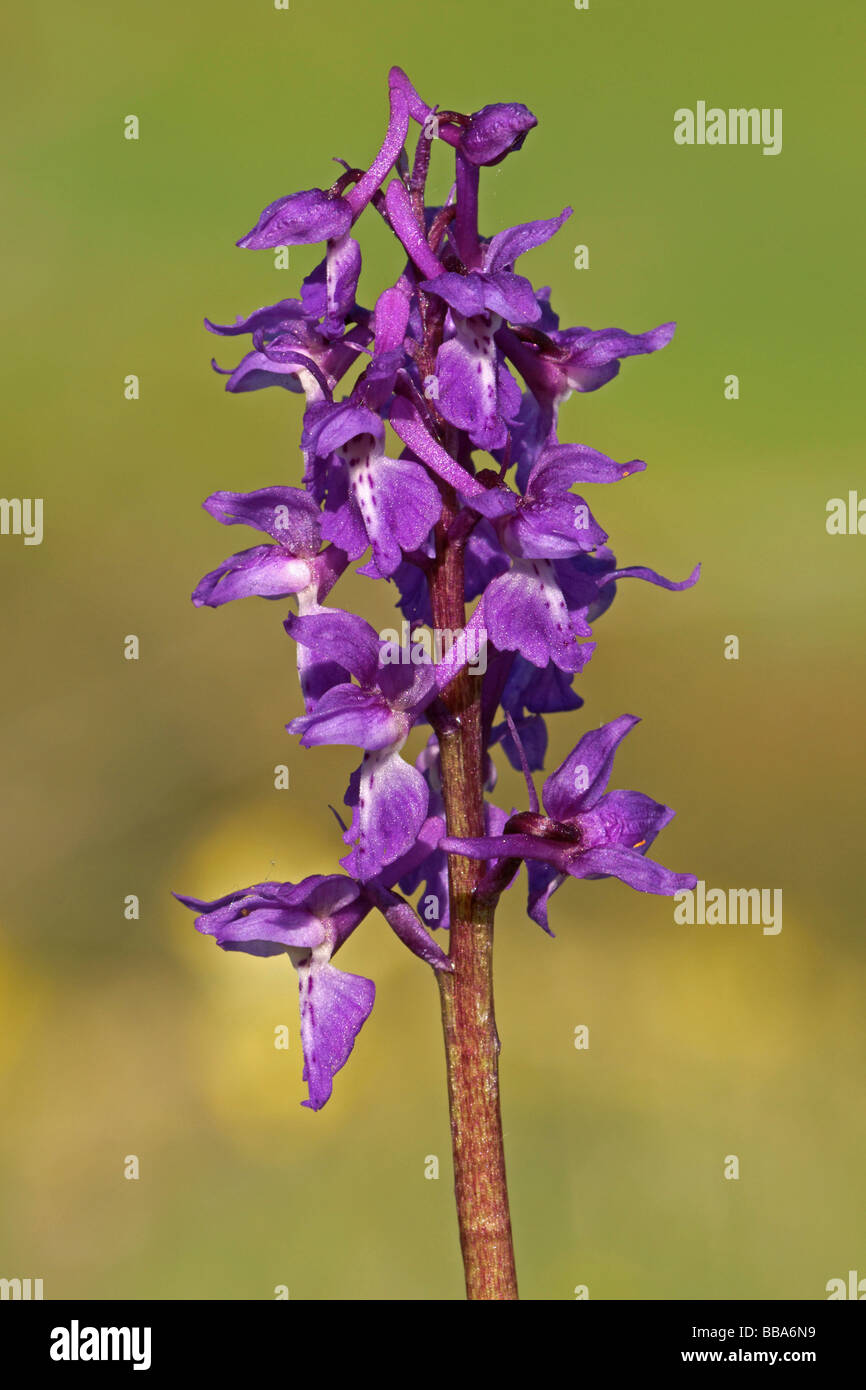 Early Purple Orchid (Orchis mascula) Stock Photo