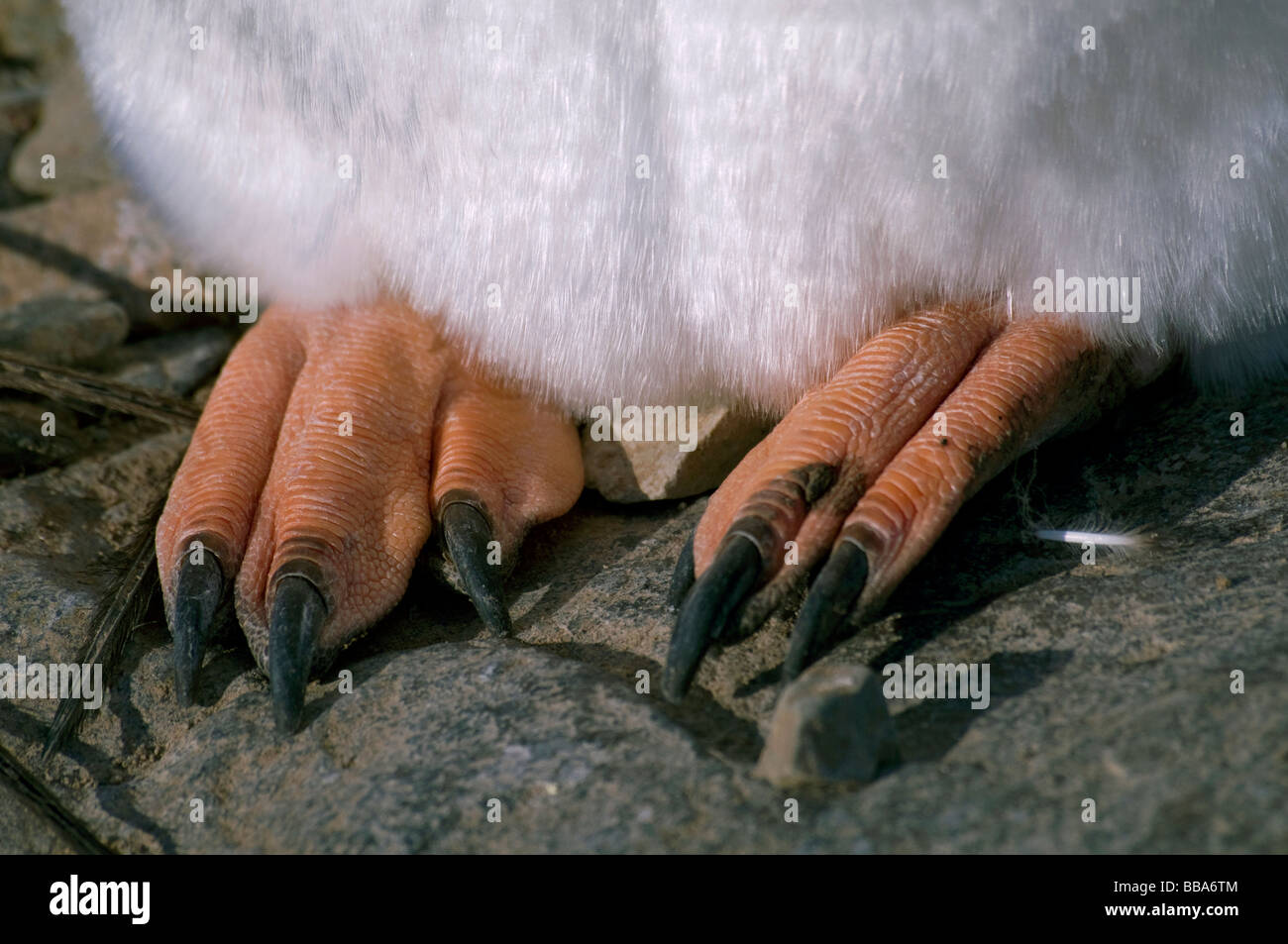 Close-up of a Gentoo penguin's (Pygoscelis papua) feet as it sleeps on the beach at Neko Harbour in Antarctica Stock Photo
