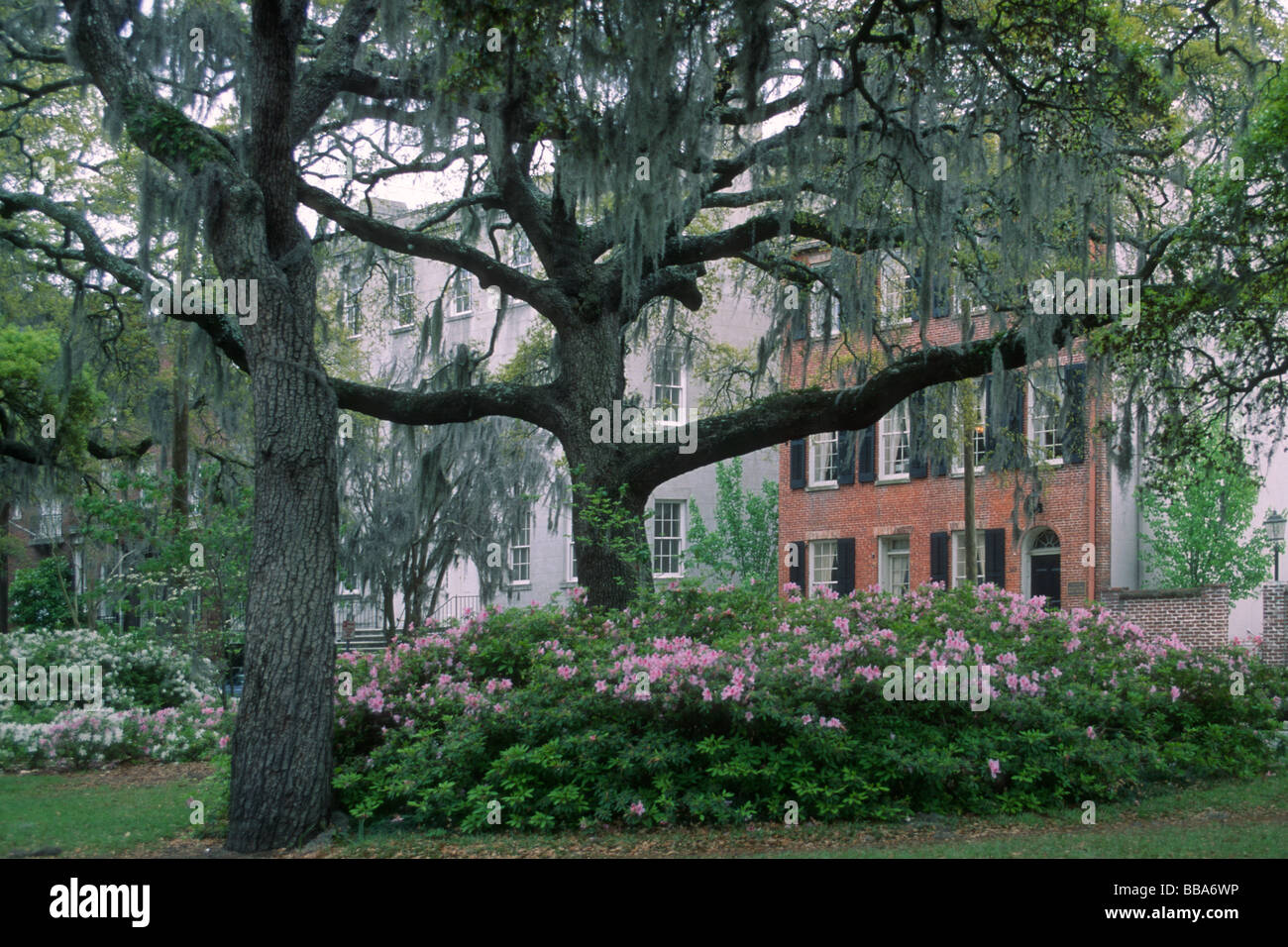 Spring flowers along Oglethorpe Avenue in Savannah Georgia Stock Photo