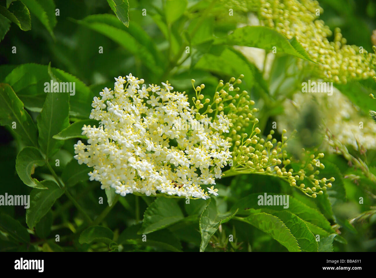 Holunder Blute Elder Flower 01 Stock Photo 24196565 Alamy