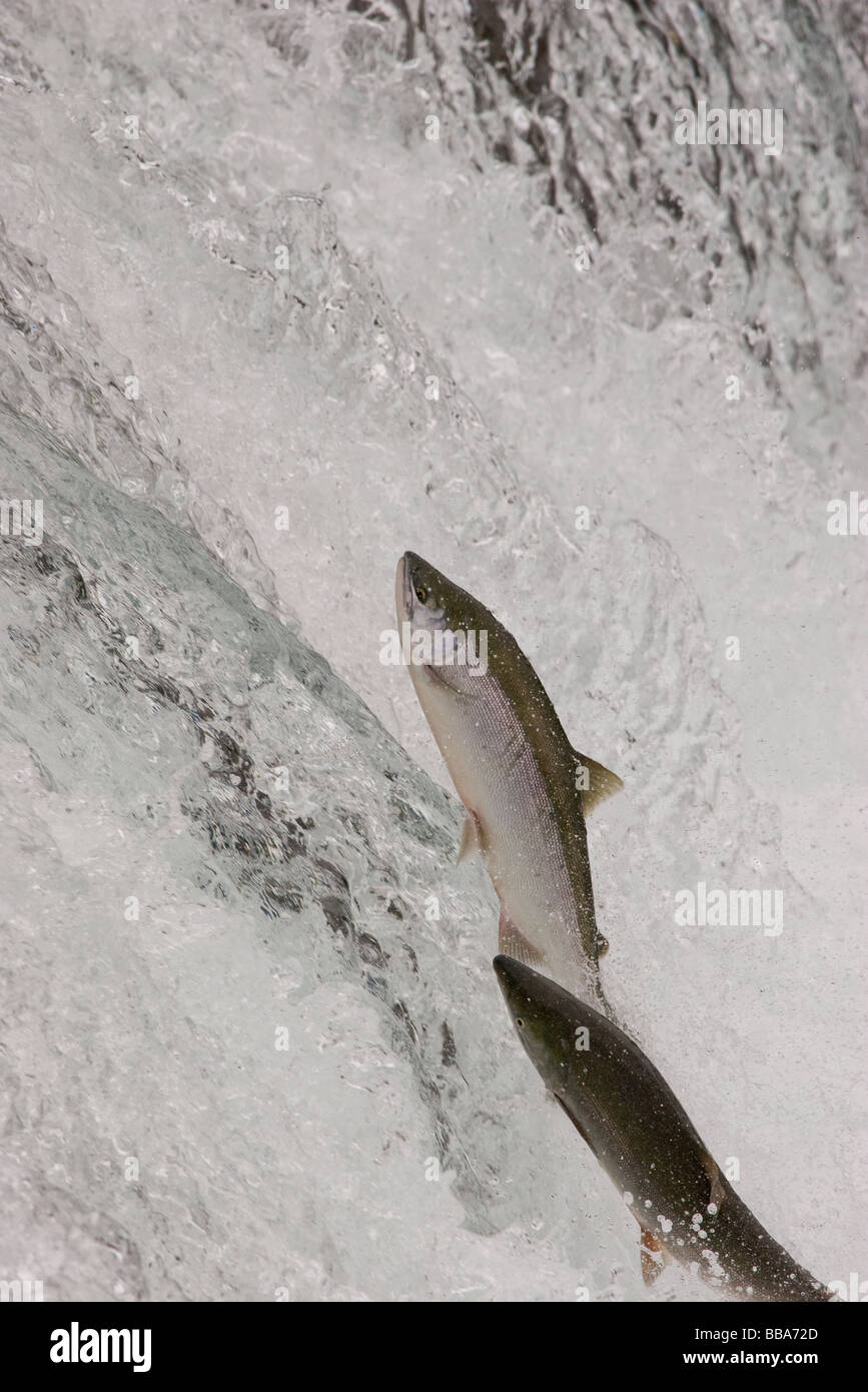 Sockeye Salmon jumping up waterfall to spawn Oncorhynchus nerka Katmai