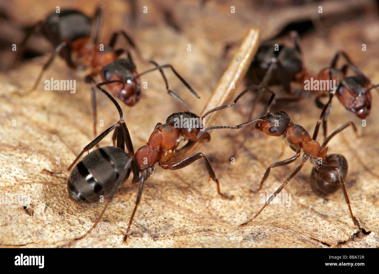 Red wood ants (Formica polyctena) Stock Photo