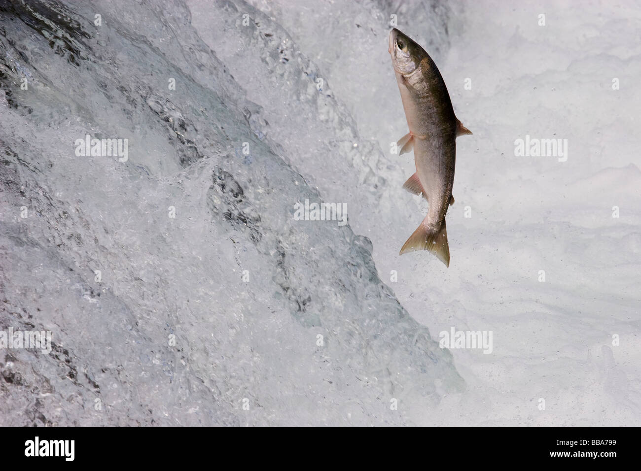 Sockeye Salmon jumping up waterfall to spawn Oncorhynchus nerka Katmai ...